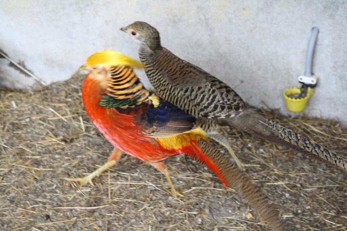 Фазан в Ростовской области