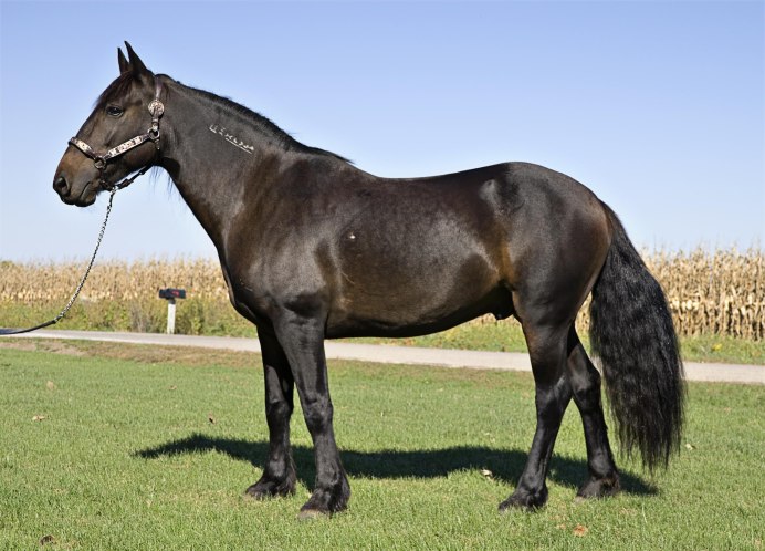 Андравидская лошадь