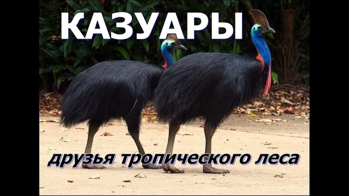 Казуар с компьютером