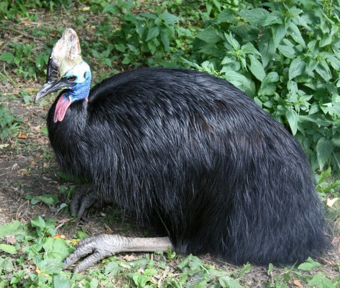 Шлемоносный казуар (casuarius casuarius);