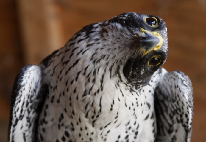 Кречет Falco rusticolus
