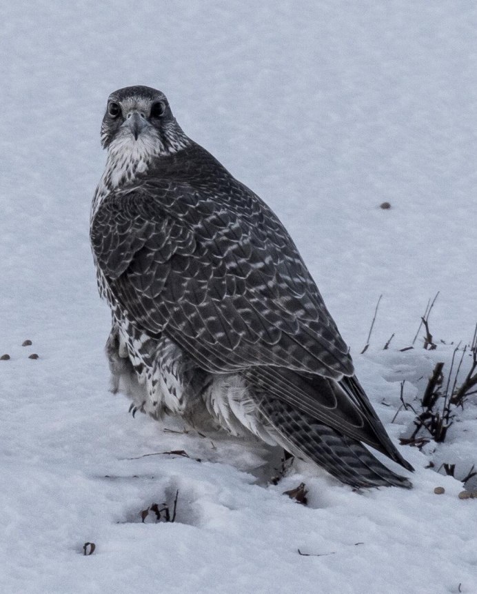 Кречет - Falco rusticolus Linnaeus