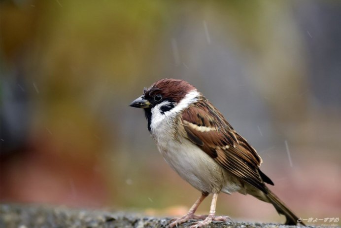 Sparrow with stock