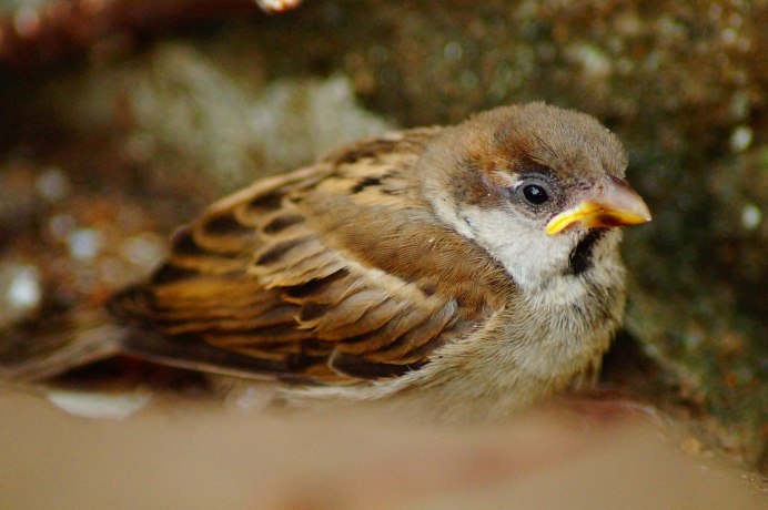 Sparrow Step