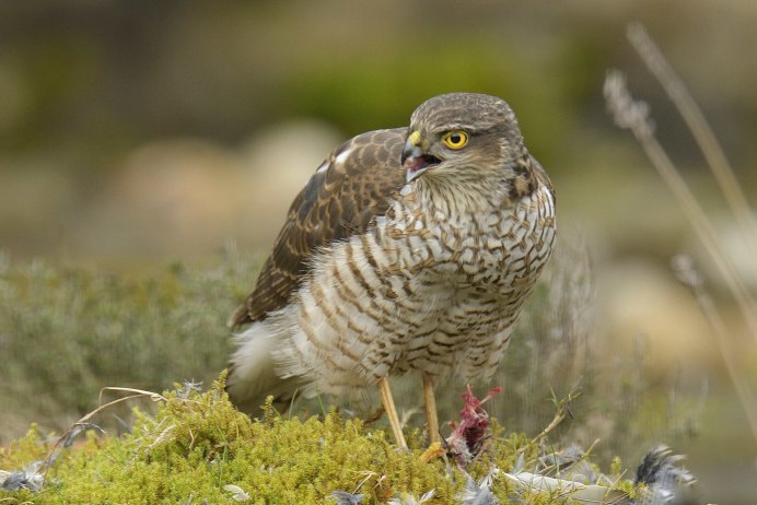 Воробьиная пустельга птенец