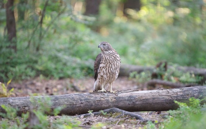 Сизый ястреб