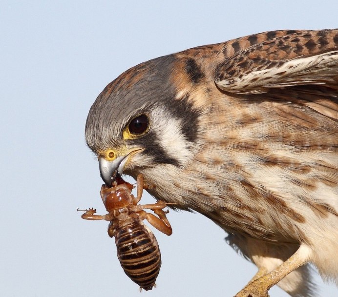 Рыжий воробьиный Сыч