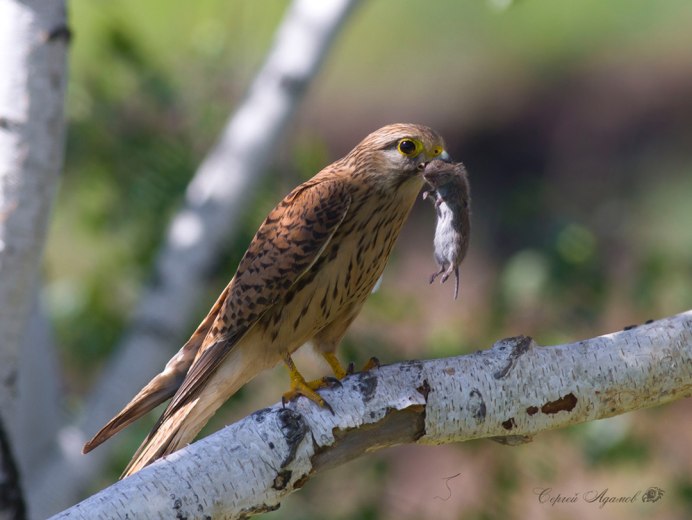 Сокол пустельга Степная