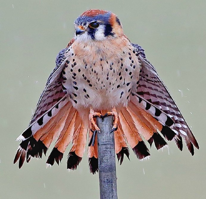 Сокол пустельга самка