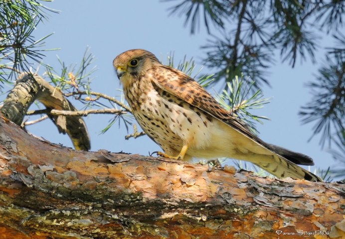 Воробьиная пустельга (Сокол)