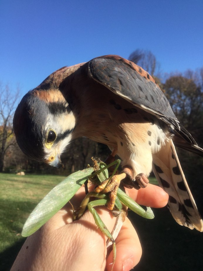 Пустельга зимой