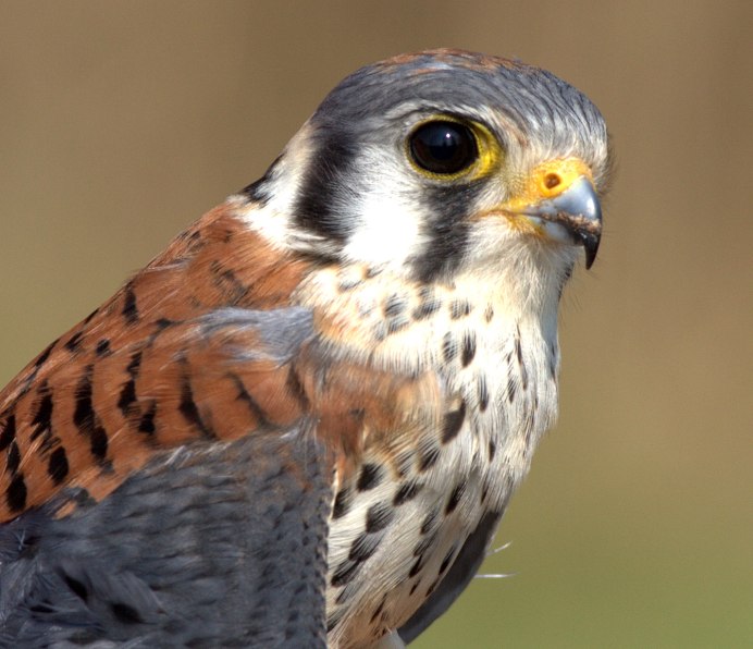 Сокол пустельга обыкновенная