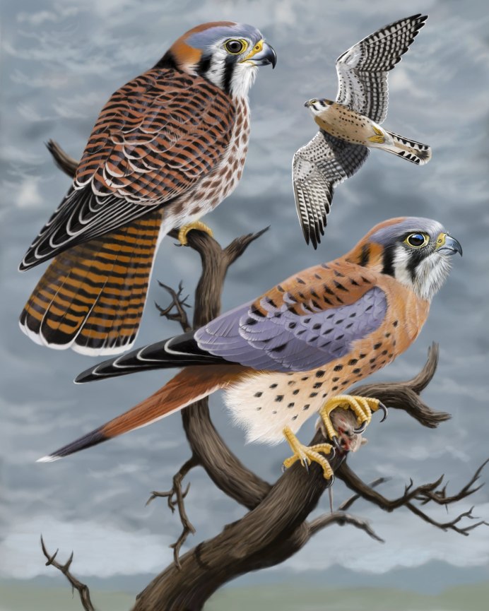 Американский Кестрел