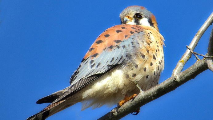 Ястреб пустельга Сокол пустельга
