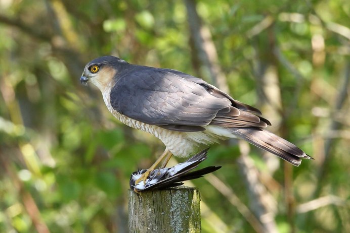 Тело ястреба