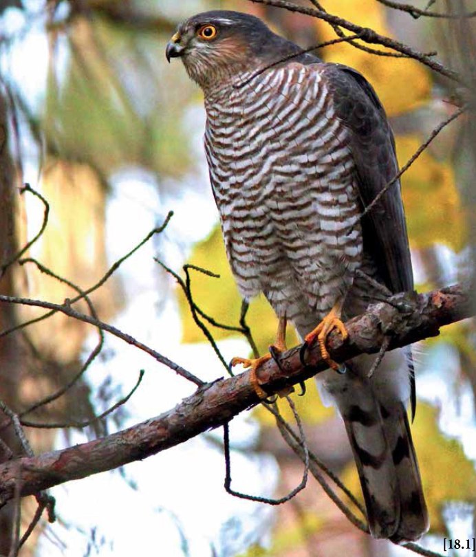 Мадагаскарская пустельга