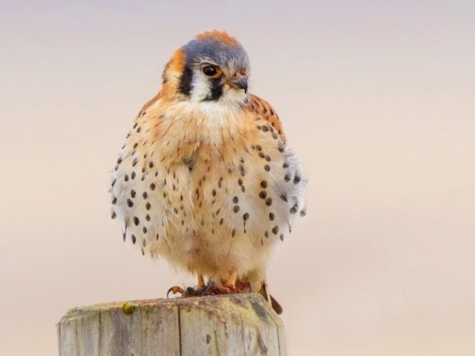 Пустельга с белыми пятнами