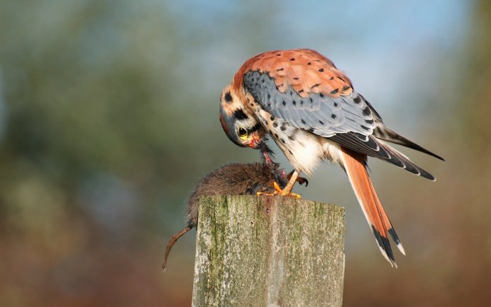 Accipiter nisus перепелятник