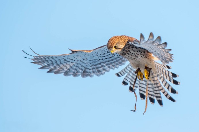 Американская воробьиная пустельга