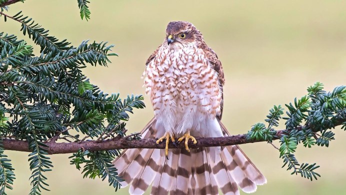 Краснохвостый канюк