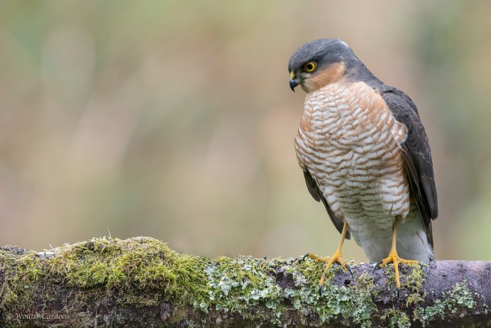 Ястреб-тетеревятник