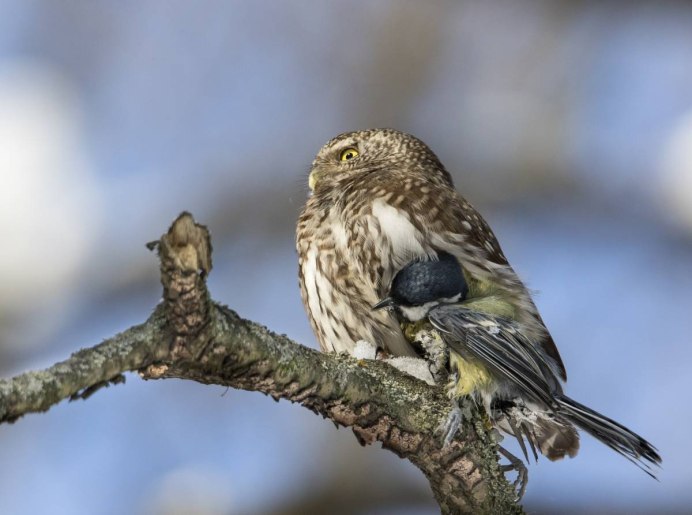 Сокол воробьятник