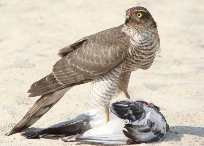 Американская пустельга птенец