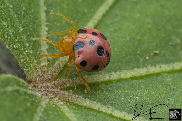 Paraplectana tsushimensis