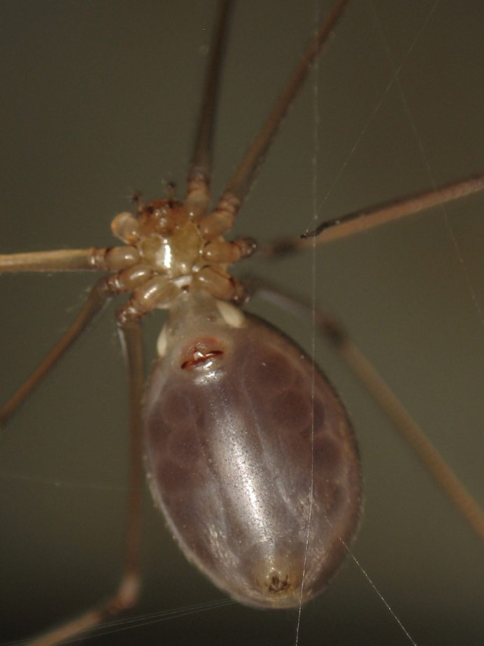 Long bodied Cellar Spider