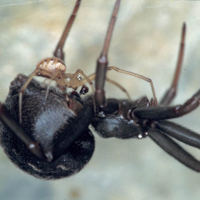 Hogna carolinensis (Carolina Wolf Spider)