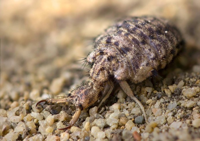 Myrmeleon formicarius