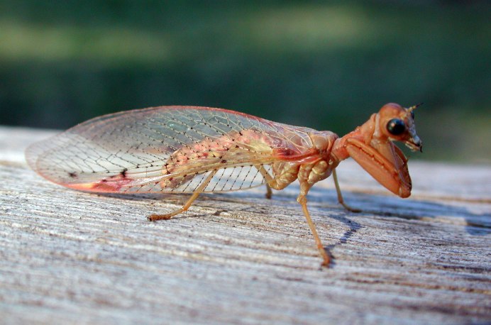 Neuroptera сетчатокрылые