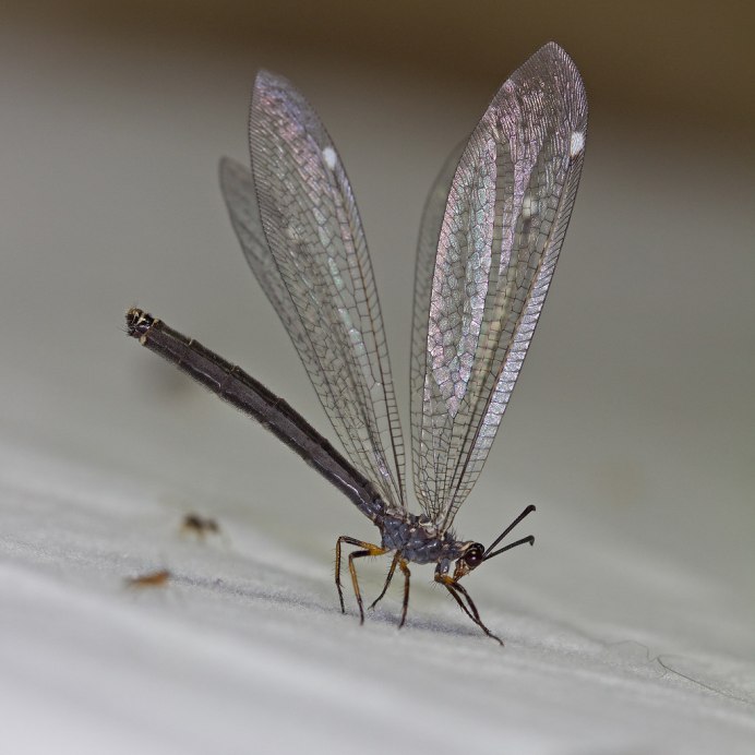 Myrmeleon formicarius