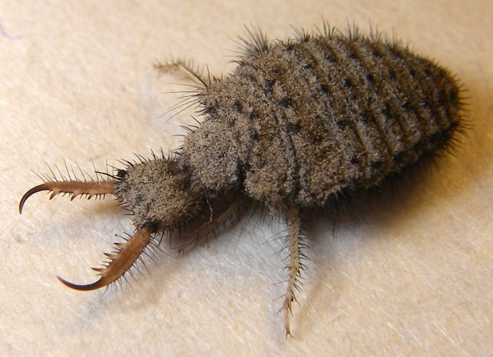 Myrmeleon formicarius