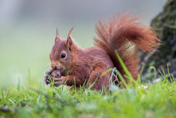 Заставка на рабочий стол белка