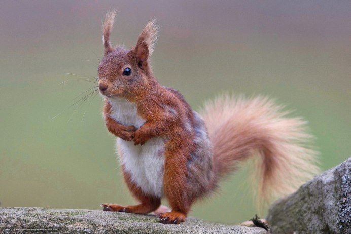 Белка с орешками во рту