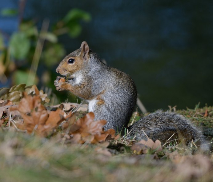 Белка удивилась