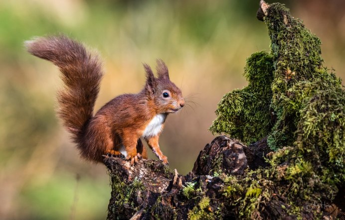 Образ жизни грызунов