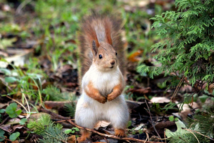 Мышовка Штранда