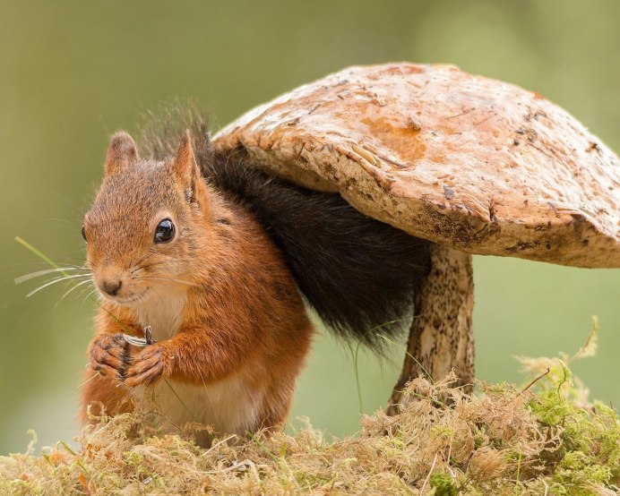 Ёлка североамериканская