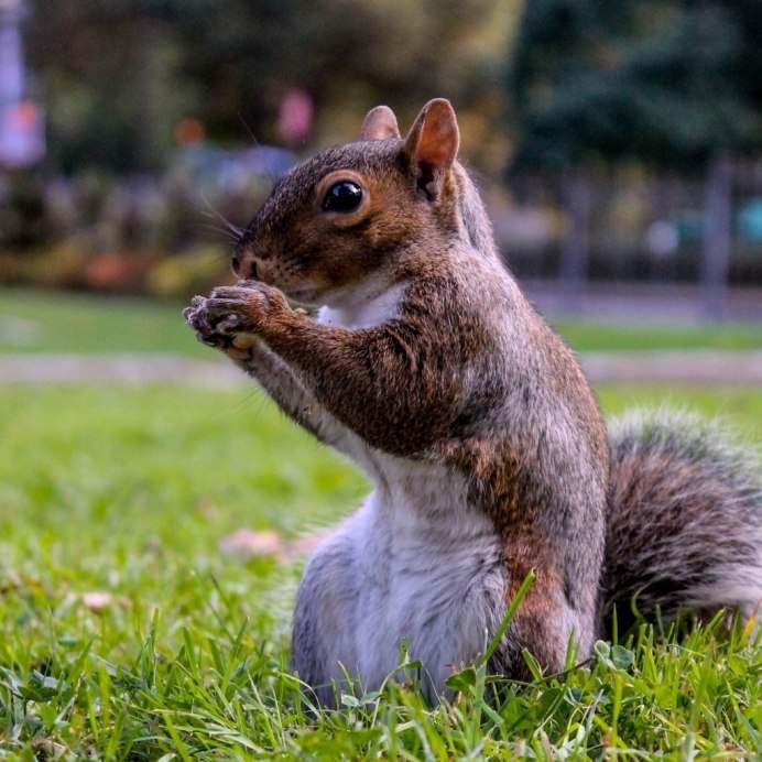 Белка с грибом