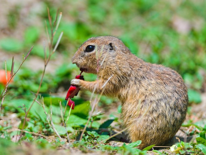 Белка Песчанка