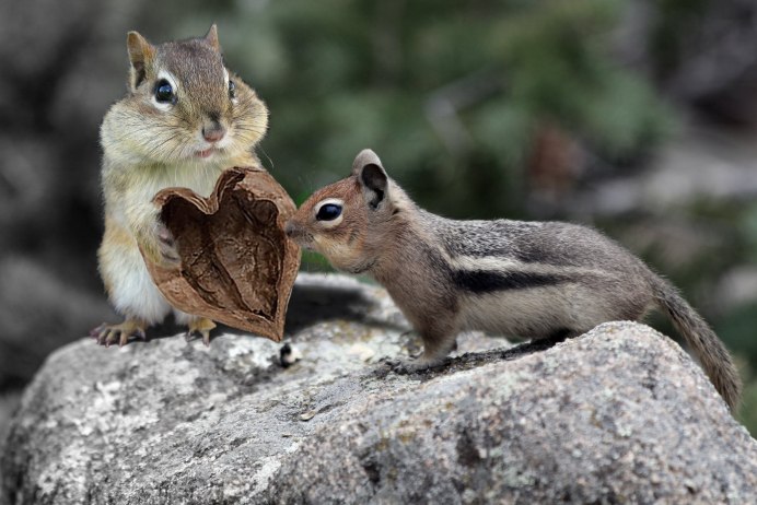 Зверек с пушистым хвостом
