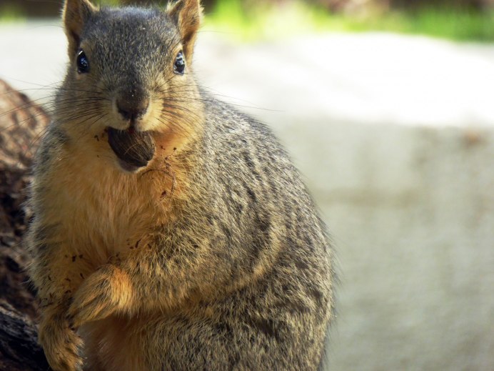 Белка Пигмей