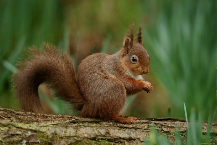 Сумчатый бурундук