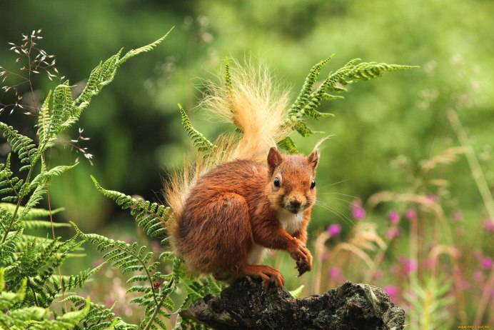 Мышь полевка питание