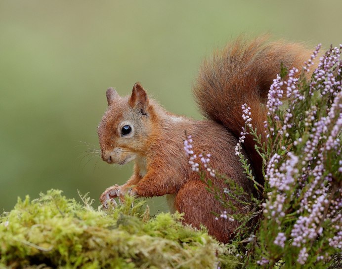Самка бурундука