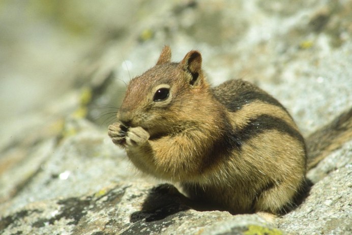 Белка полевка