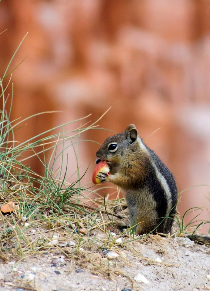 Байкальский заповедник белка