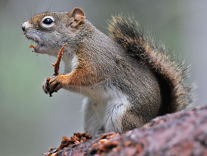 Полосатая Земляная белка